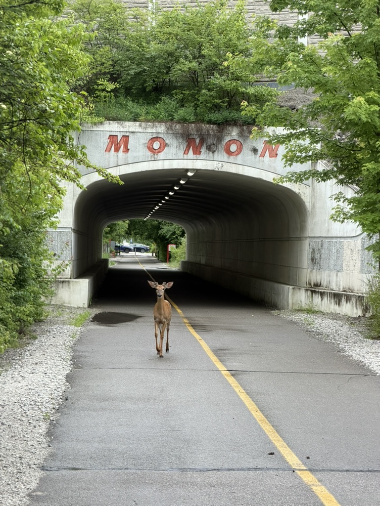 A deer on the Monon Trail in front of a tree-lined underpass.